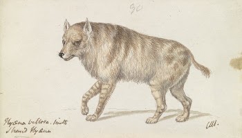The Strand Hyaena by Charles | Free Photo - rawpixel
