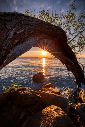 The Sun and Tree