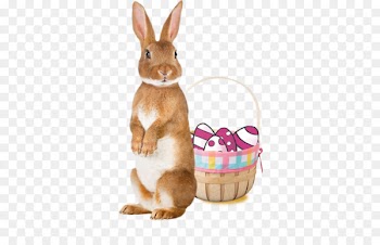 The Tale of Peter Rabbit Rodent European hare Clip art - rabbit 