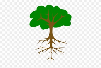 The Taproot, As The First And Earliest Of A Plant's - Tree With Tap Root