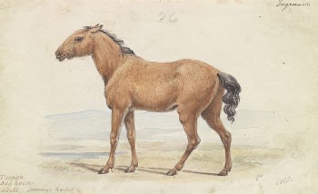 The Tarpan. Wild Horse. Native | Free Photo - rawpixel