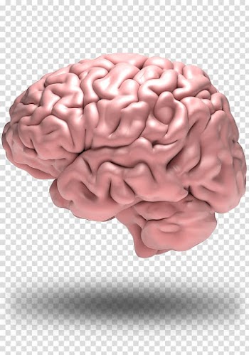 The Teenage Brain: A Neuroscientist's Survival Guide to Raising Adolescents and Young Adults Adolescence Laboratory rat, Brain transparent background PNG clipart