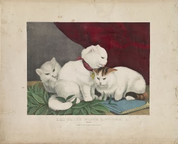 The three white kittens: peace | Free Photo - rawpixel