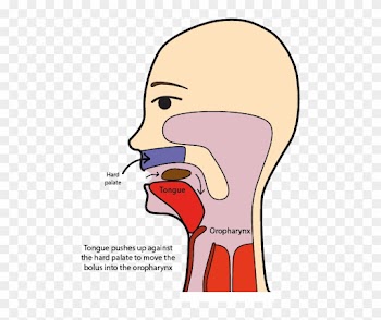 The Tongue Enables The Transport Of The Bolus Toward - Swallow Food Clipart