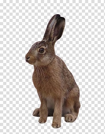 The Tortoise and the Hare Cottontail rabbit Turtle, Hand-painted watercolor rabbit transparent background PNG clipart