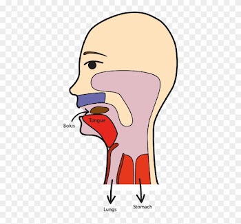 The Travel Space Of The Food Bolus Before The Swallowing - Swallowing Food Clipart
