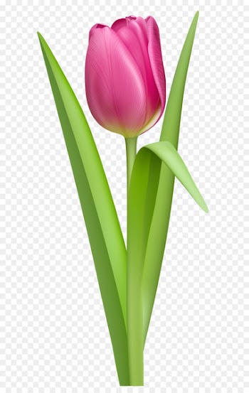 The Tulip: The Story of a Flower That Has Made Men Mad Computer file - Transparent Pink Tulip PNG Clipart Picture 