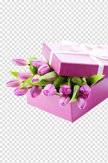 The Tulip: The Story of a Flower That Has Made Men Mad Tulip mania Gift, tulip transparent background PNG clipart