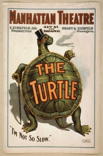 The turtle F. Ziegfeld Jr's | Free Photo - rawpixel