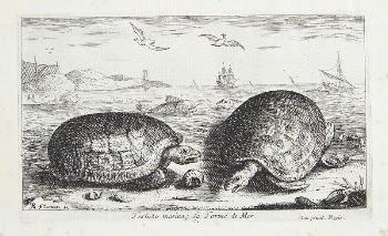 The turtle (Testudo marina) | Free Photo - rawpixel