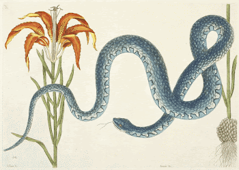 The Wampum Snake (1731&ndash;1743) in high | Free Photo - rawpixel