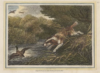 The Water Spaniel | Free Photo - rawpixel