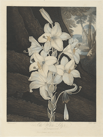 The White Lily with Variegated-Leaves, | Free Photo - rawpixel