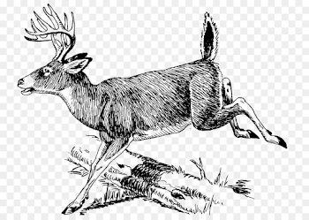 The White-tailed Deer Clip art - Deer Scene Cliparts png download ...