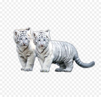 The White Tiger Siberian Tiger Clip art - White tiger 