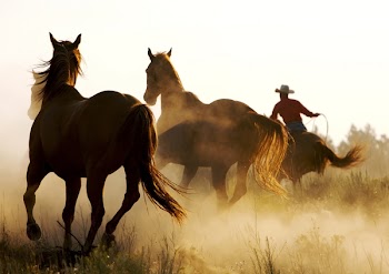 The Wild West