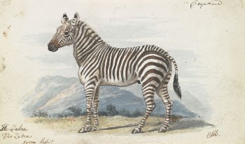 The Zebra by Charles Hamilton | Free Photo - rawpixel