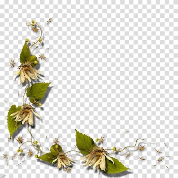 Thepix , watercolor white flower transparent background PNG clipart