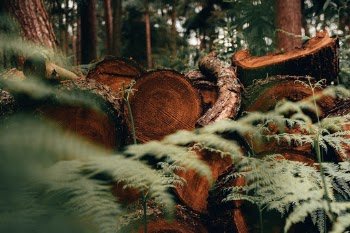These Forests Were Alive