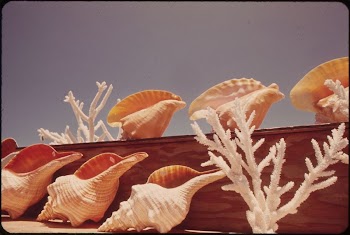 These Souvenir Seashells Are for Sale | Free Photo - rawpixel