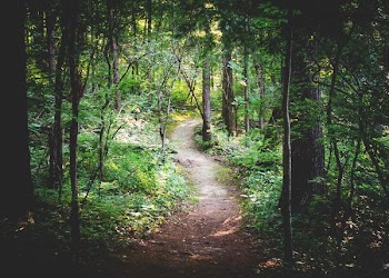 thin pathway between green trees