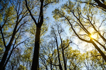 Thin Trees With Small Green Leaves