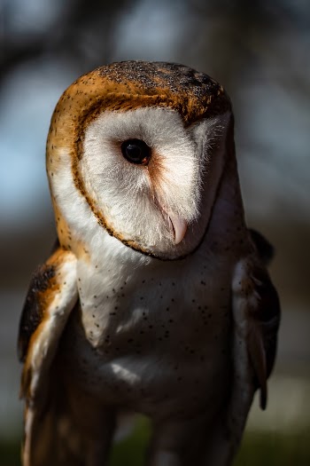 This barn owl was very jumpy…not quite used to humans yet.  It was injured by a car and is now being cared for by the rangers at Meeman-Shelby Forest State Park.