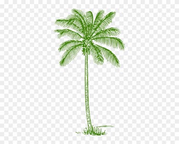 This Free Clip Arts Design Of Palm Tree - Coconut Tree Clipart Black And White