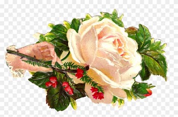 This Is A Beautiful White Rose Clip Art Of A Victorian - Garden Roses
