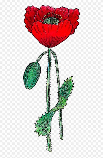 This Is A Bright And Colorful Poppy Flower Graphic - Clip Art