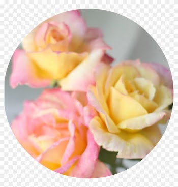 This Is A Hybrid Tea Rose Called Broadway With Shades - Pinky Yellow Rose Called