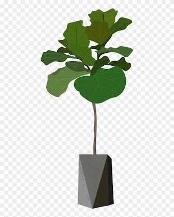 This Is A Sticker Of A Fig Tree - Fiddle Leaf Fig Tree