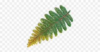 This Is A Tiny, Distressed Victorian Scrap Of A Fern - Banner