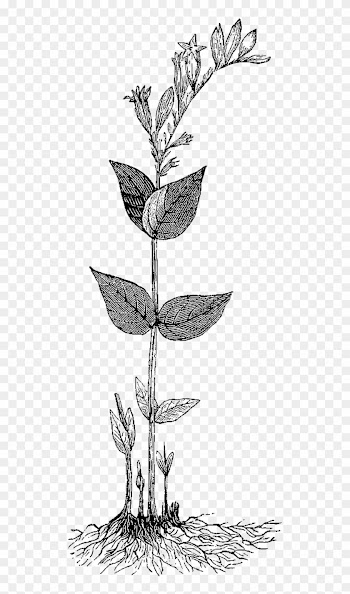 This Is Another Vintage Medical Herb Illustration From - Botany
