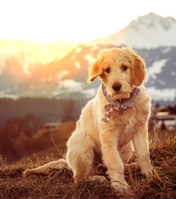 This is @friedathedoodle exploring Innsbruck and surroundings.