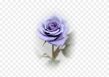 This Is The Color Of One Of My Latest Roses - Blue Roses