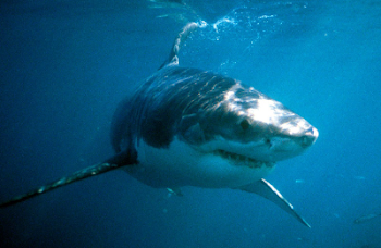 This Is the Only Proven Way to Deter a Great White Shark - Shark ...
