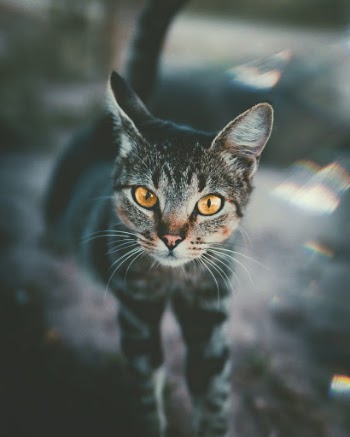 This little guy was lurking around a brickyard, near the ranch that I usually visit when I ride my bike around my hometown's outskirts