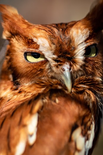 This little screech owl looks at me while I photograph it.  It was injured by a car and is being cared for by park rangers at Meeman-Shelby Forest State Park.