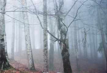 This misty forest was a very special place in one of my journeys to the mountain side. In Romania you will find many places that exude a mysterious energy and you don't feel like talking, you just contemplate the unusual beauty.