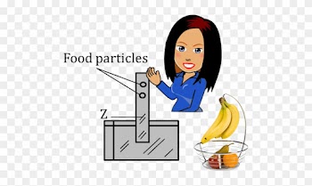 This Model To Simulate The Digestive System - Comic Girl Png