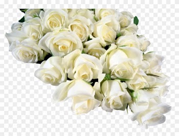 This Page Contains All About Red And White Flowers - Frames