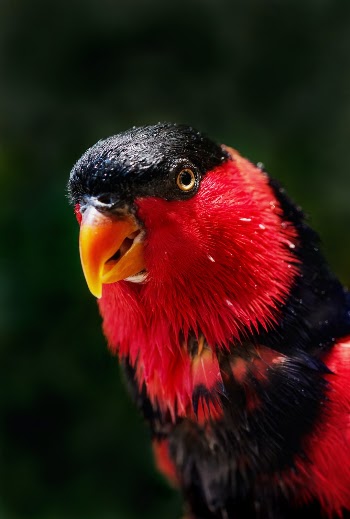 This parrot has just enjoyed a cooling bath on a hot day. Black-capped Lory, found naturally in the rain forests of New Guinea.