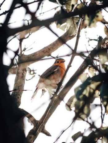 This red robin looked at me and just loved to sing
