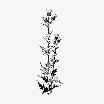 Thistle flower clipart, vintage hand | Free Vector - rawpixel