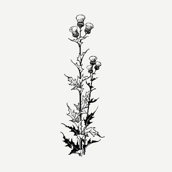 Thistle flower drawing, vintage illustration | Free PSD - rawpixel
