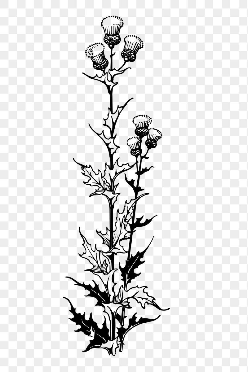 Thistle flower png sticker illustration, | Free PNG - rawpixel