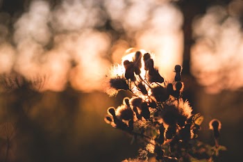 Thistle in sunset light