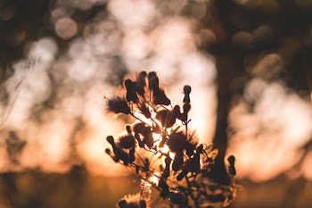 Thistle in sunset light 2