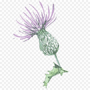 thistle plant flower burdock silybum